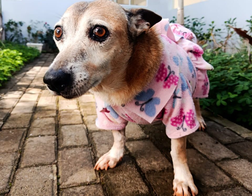 Um cobertor que sobra na sua casa pode aquecer a vida de um animal em situação de abandono