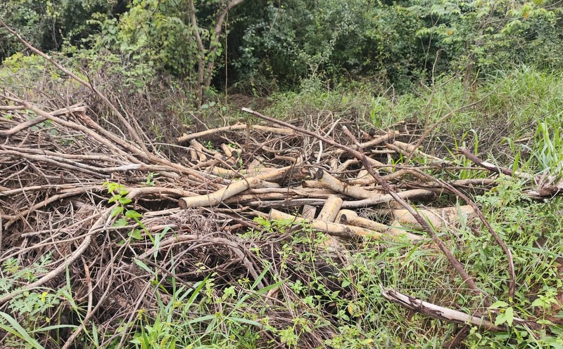 Foi constatado o corte de 12 árvores de médio porte de vegetação secundária em estágio inicial no interior da chácara